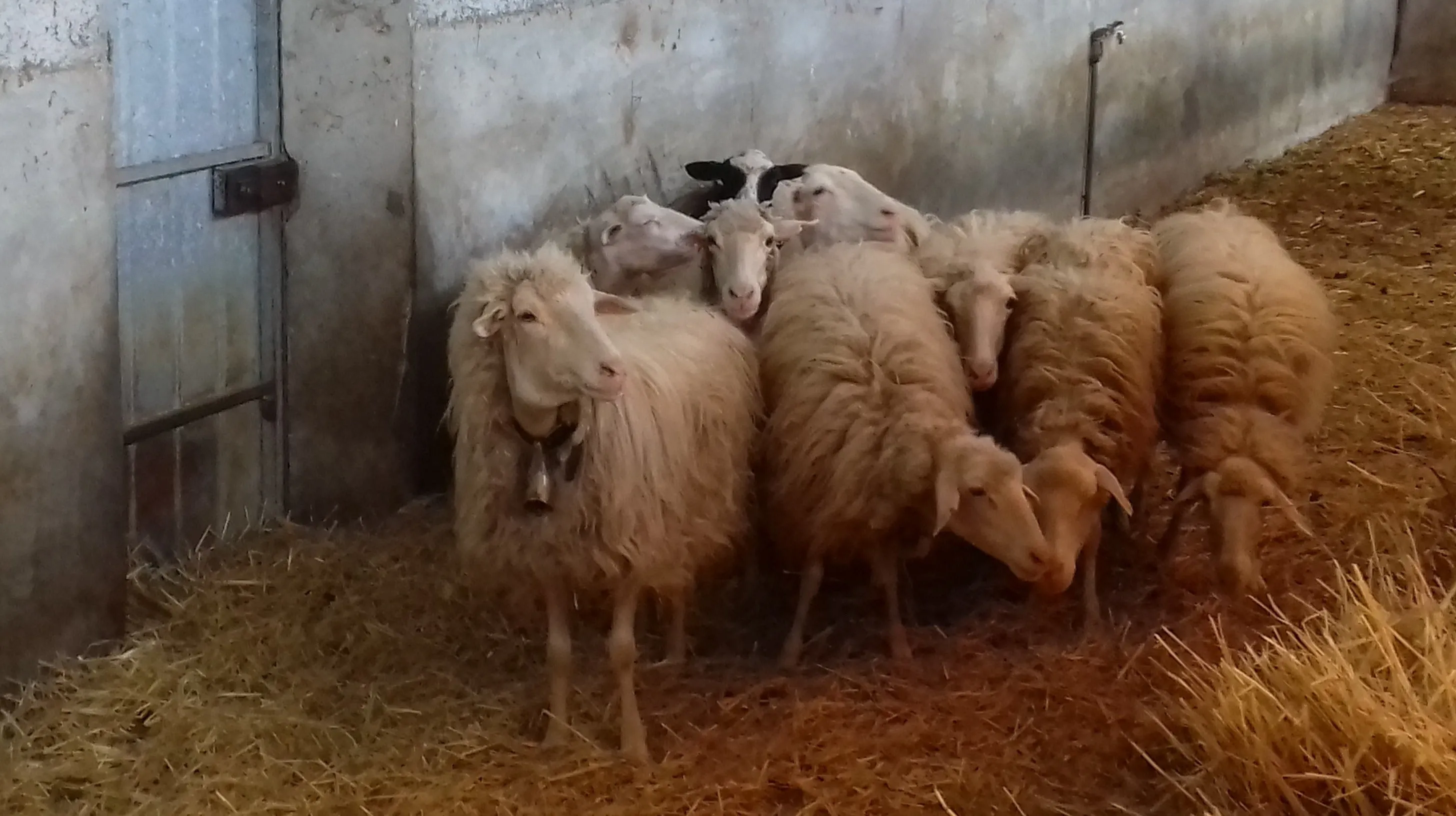 3 Gomitoli di Lana Sarda 100%, 4 varianti, colori naturali